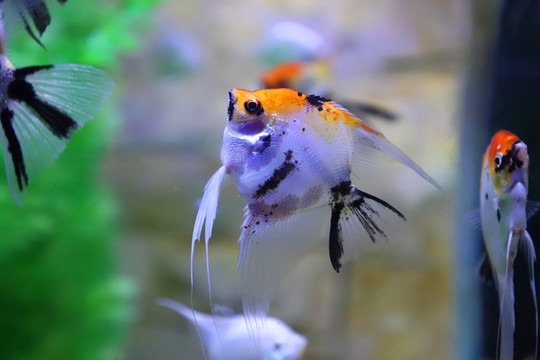 燕子觀賞魚