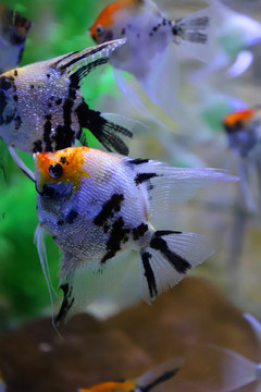 燕子魚