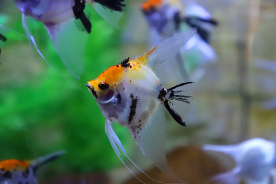 燕子觀賞魚