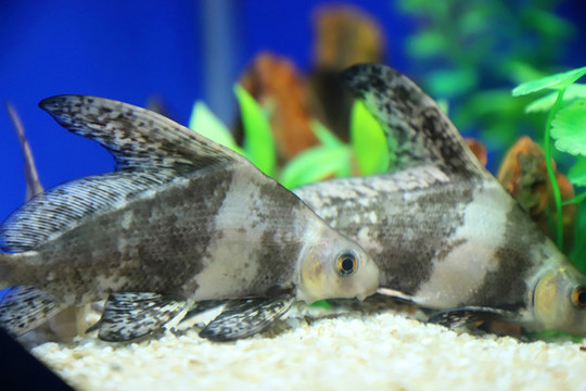 胭脂魚