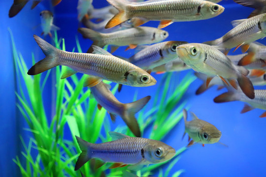 ?魚