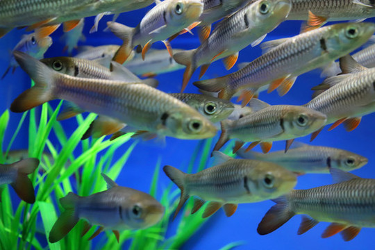 ?魚(yú)