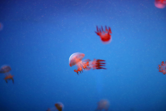 海蜇水母