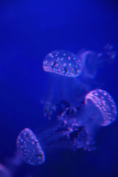 巴布亞硝水母