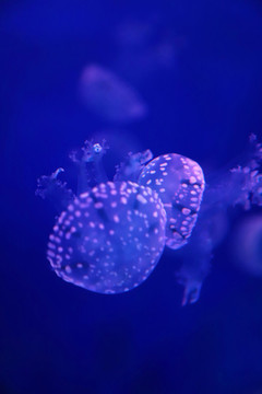 巴布亞硝水母