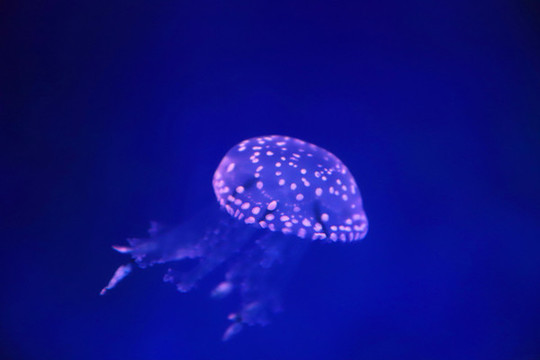 巴布亞硝水母
