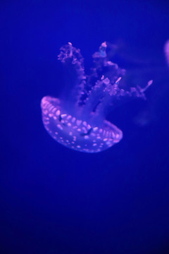 巴布亞硝水母