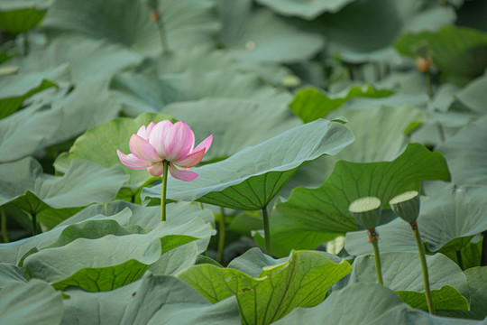荷花