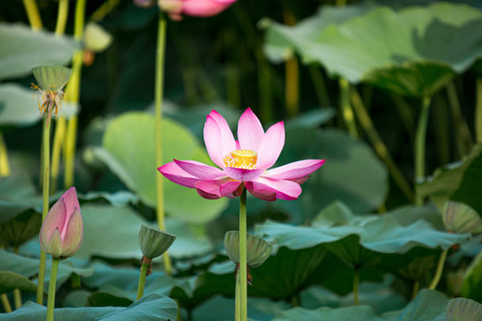 荷花