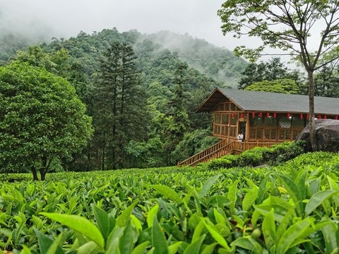 姑婆山茶園仙景