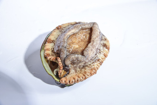 鮑魚