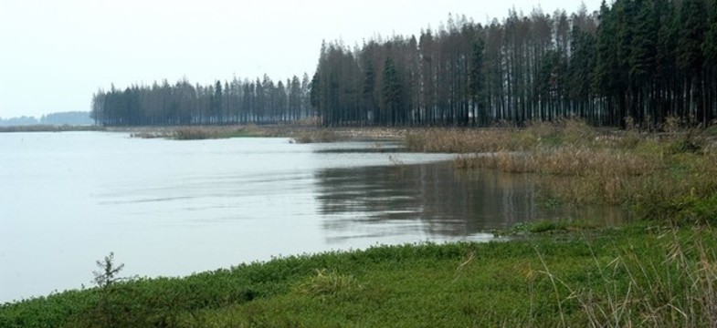 小樹林