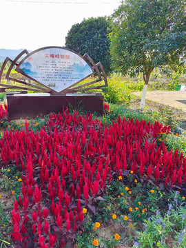 雞冠花