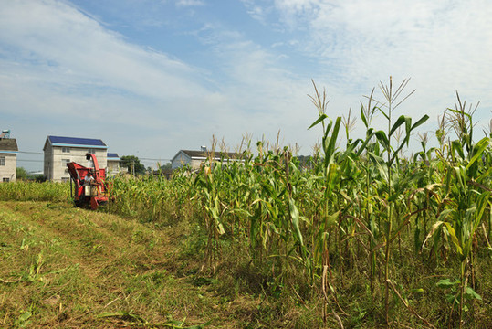 機(jī)械收割玉米