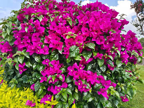 葉子花