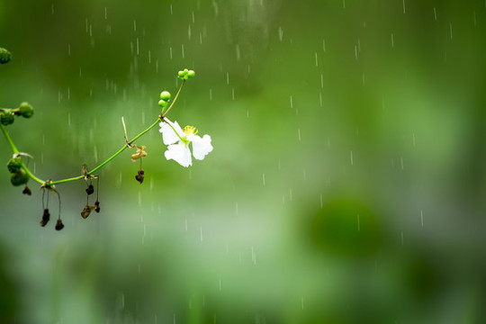 綠色的夏