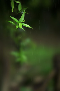 綠色的夏