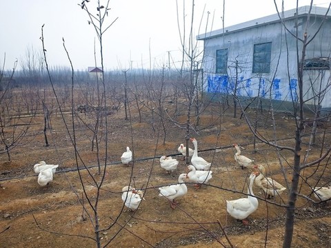 果園鵝