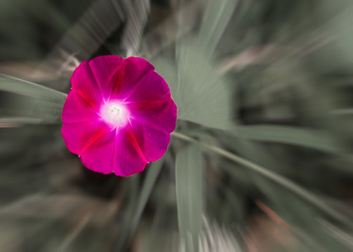 牽牛花