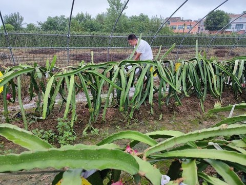 火龍果