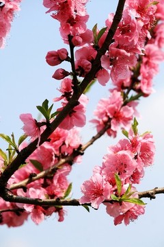 桃花枝