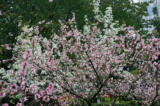 桃樹開花