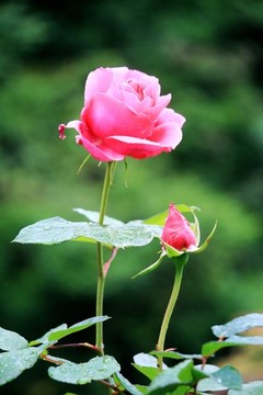 月季花