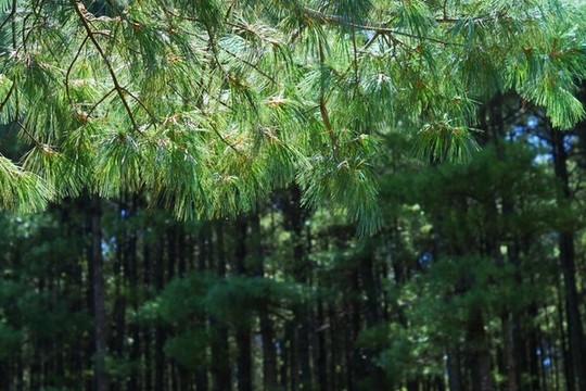 松葉背景
