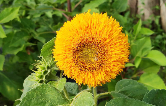 太陽花