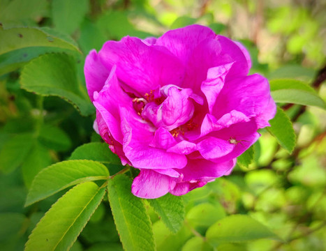 野花