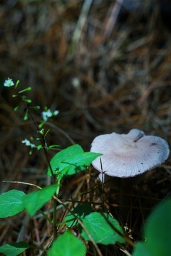 野生菌
