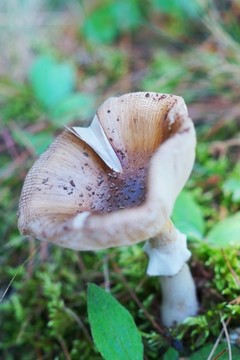 野生菌