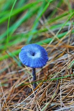 野菌野菇
