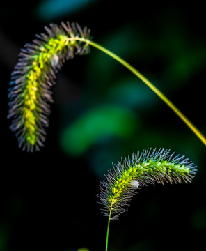 狗尾草的季節(jié)