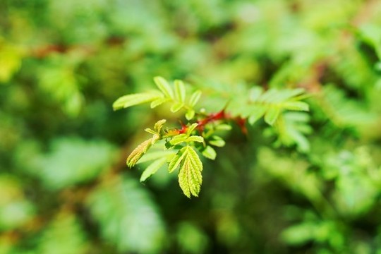 薔薇