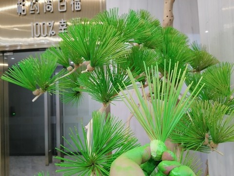 藝術(shù)造型羅漢松