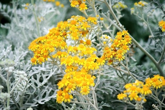 銀葉菊