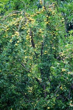 李子樹
