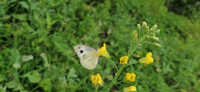 蝶戀花