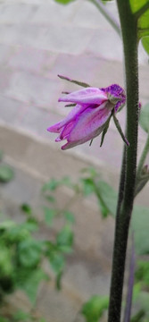 紫茄