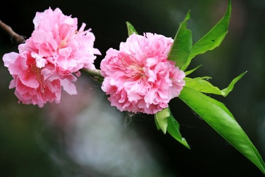 桃花