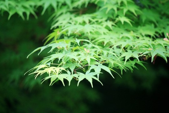 楓葉