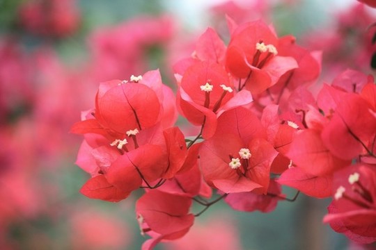 三角梅