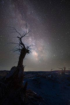 胡楊林星空