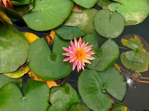 睡蓮花