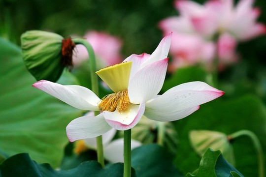 荷花
