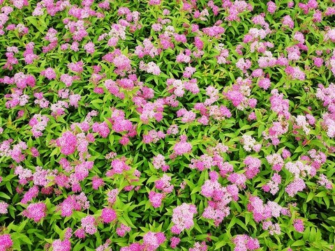 粉花繡線菊