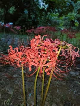 紅色彼岸花