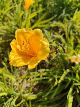 萱草花
