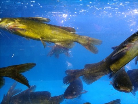 黃骨魚
